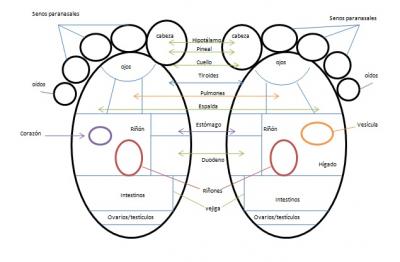 Imagen reflexologia pag69